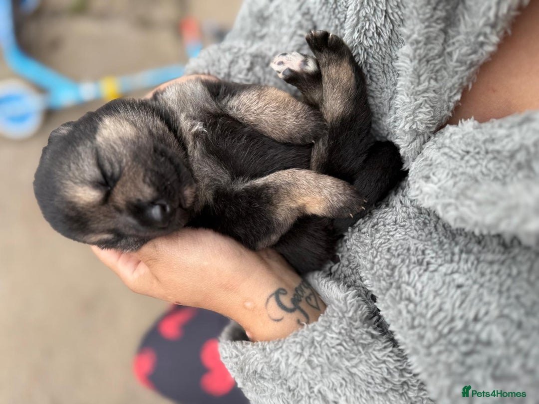 German Shepherd dogs for sale: German shepherd puppies  - Image 15