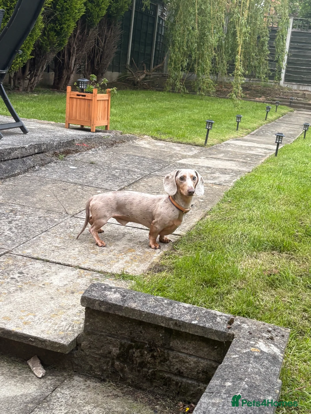 Miniature Dachshund dogs for sale: 2 year old merle dachshund  in Stockport - Advert 2