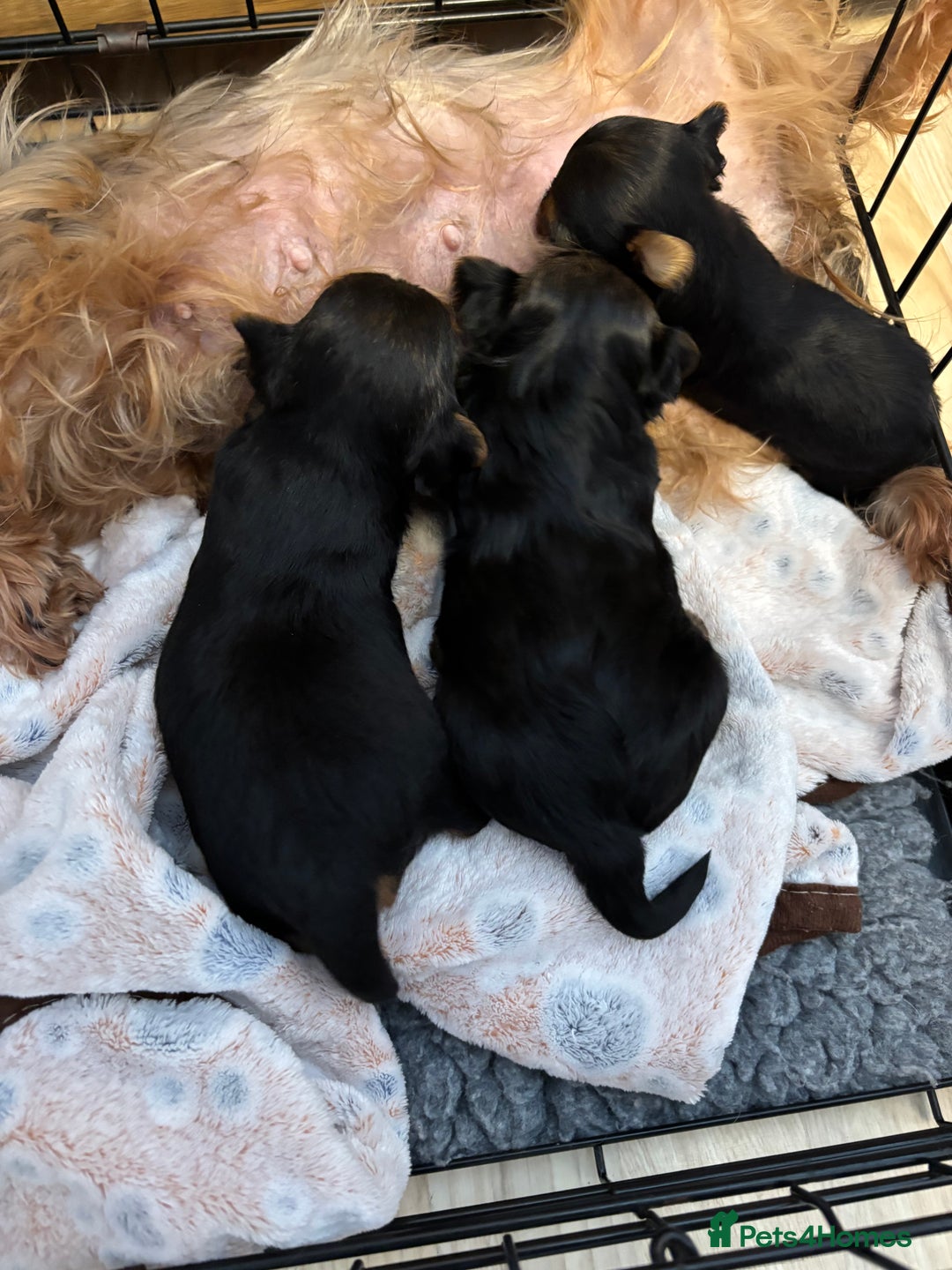 Yorkshire Terrier dogs for sale: Three beautiful Yorkshire terrier puppies  - Image 2