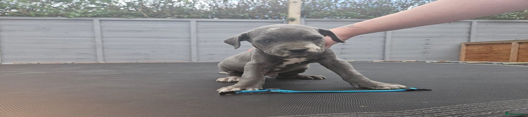 Cane Corso Puppy 1
