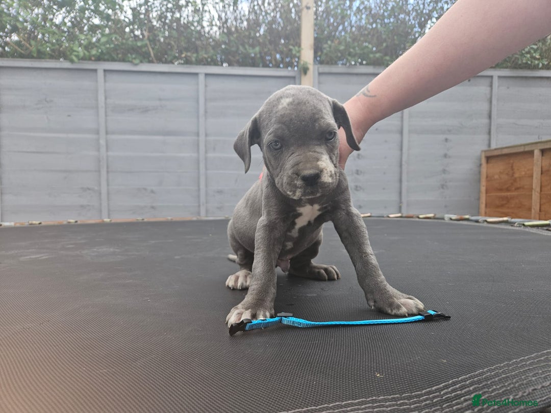 Cane Corso dogs for sale: Look 👀 absolutely stunning cane corso. - Image 26
