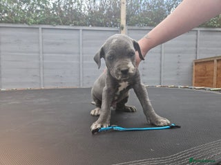 Cane Corso Puppy 1