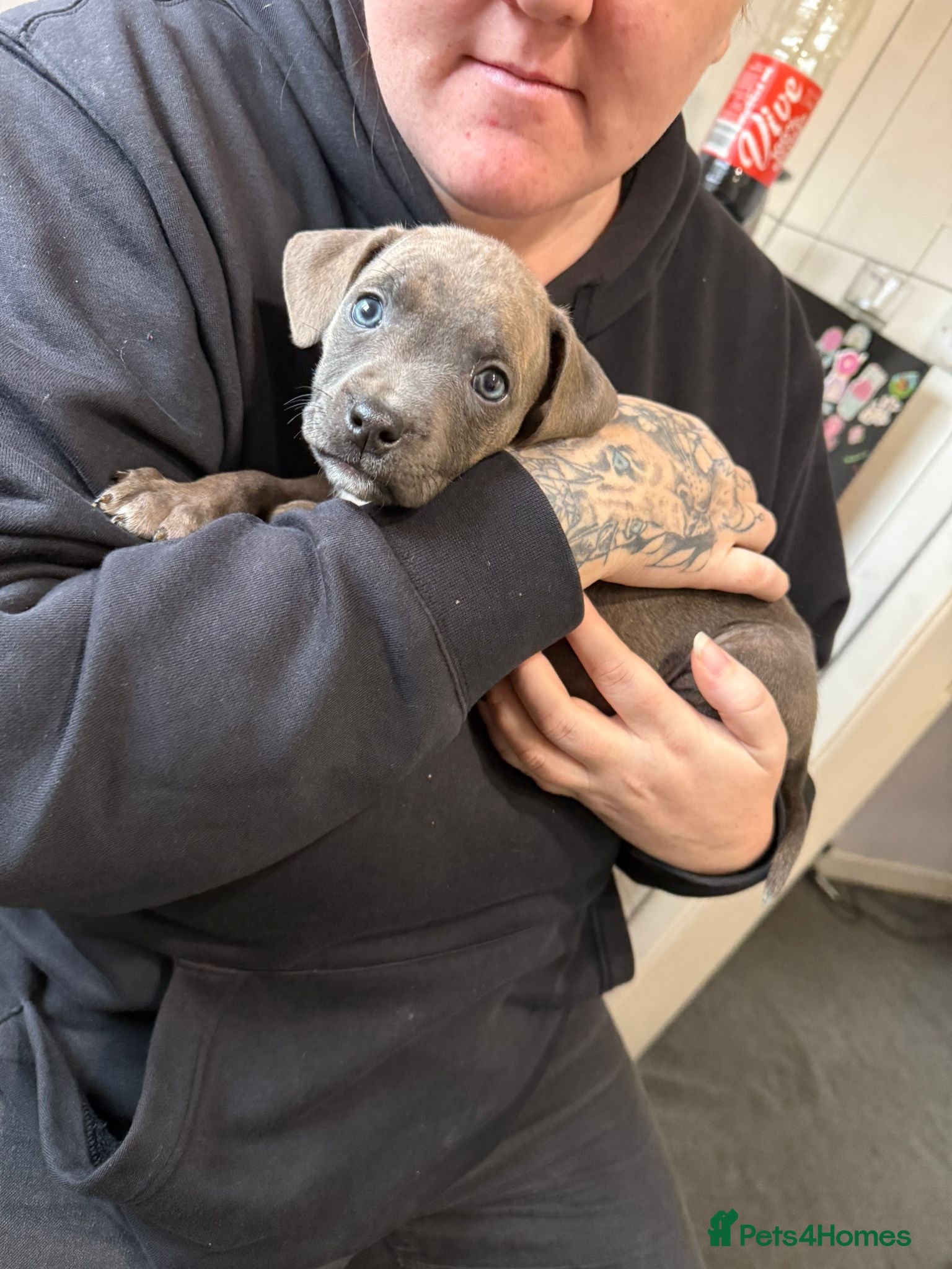 Mixed Breed dogs 2 pups relisted pocket bully staffy puppy's - Advert 1