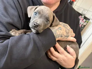 Mixed Breed dogs 2 pups relisted pocket bully staffy puppy's - Advert 1