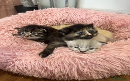 Ragdoll cats for sale: Beautiful ragdoll kittens - Image 4