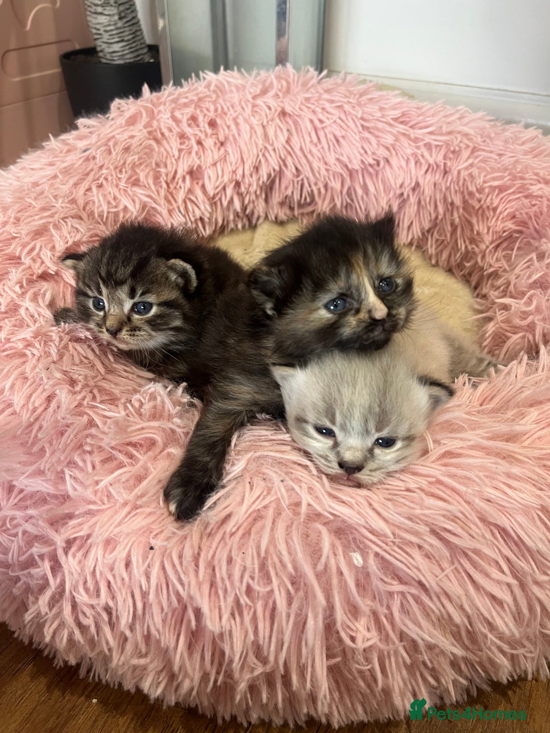 Ragdoll cats for sale: Beautiful ragdoll kittens - Image 4