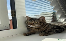 European cats for sale: Koko, female  - Image 2