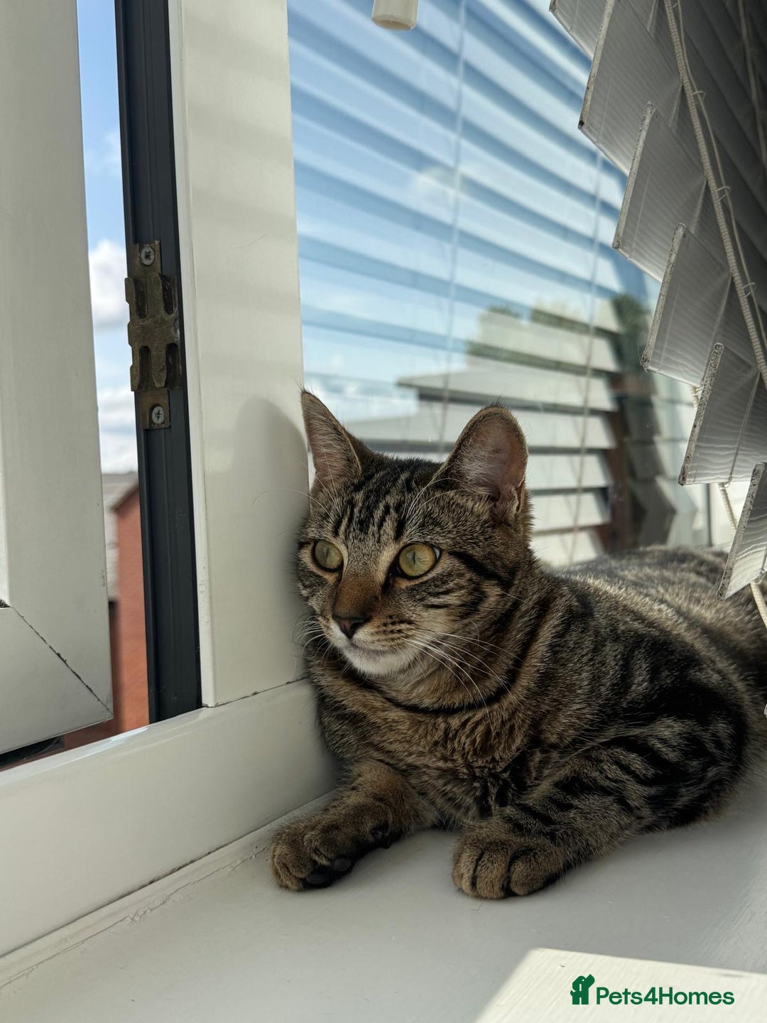 European cats for sale: Koko, female  - Image 2