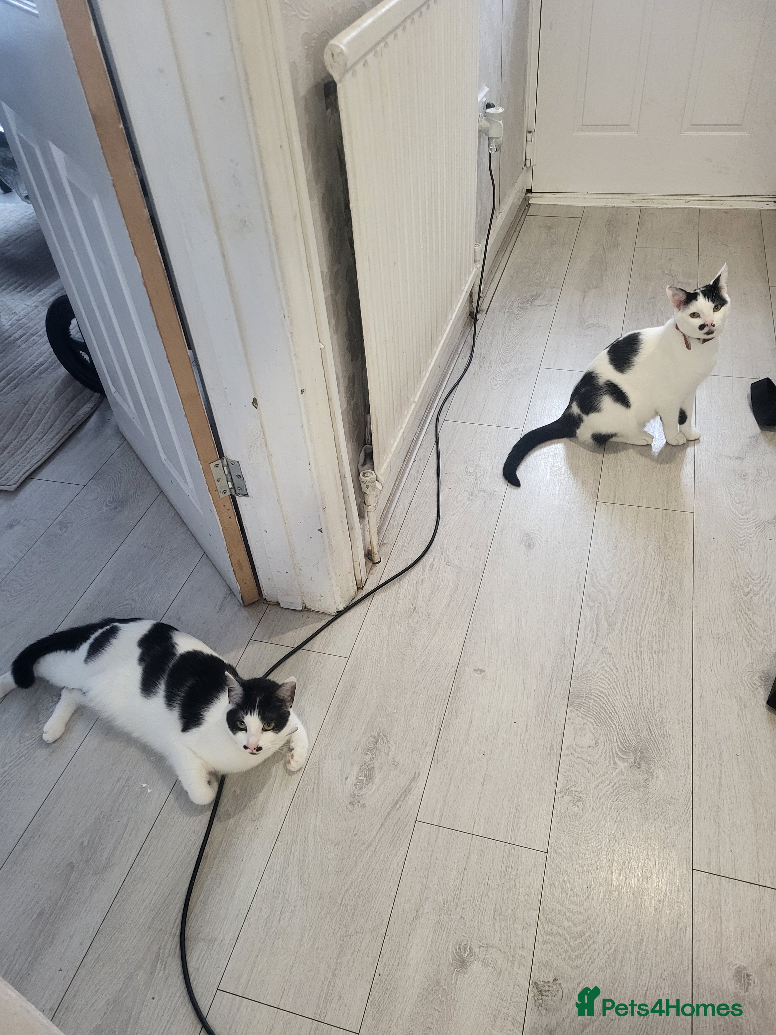 Mixed Breed cats Two sisters 18 months  - Advert 2