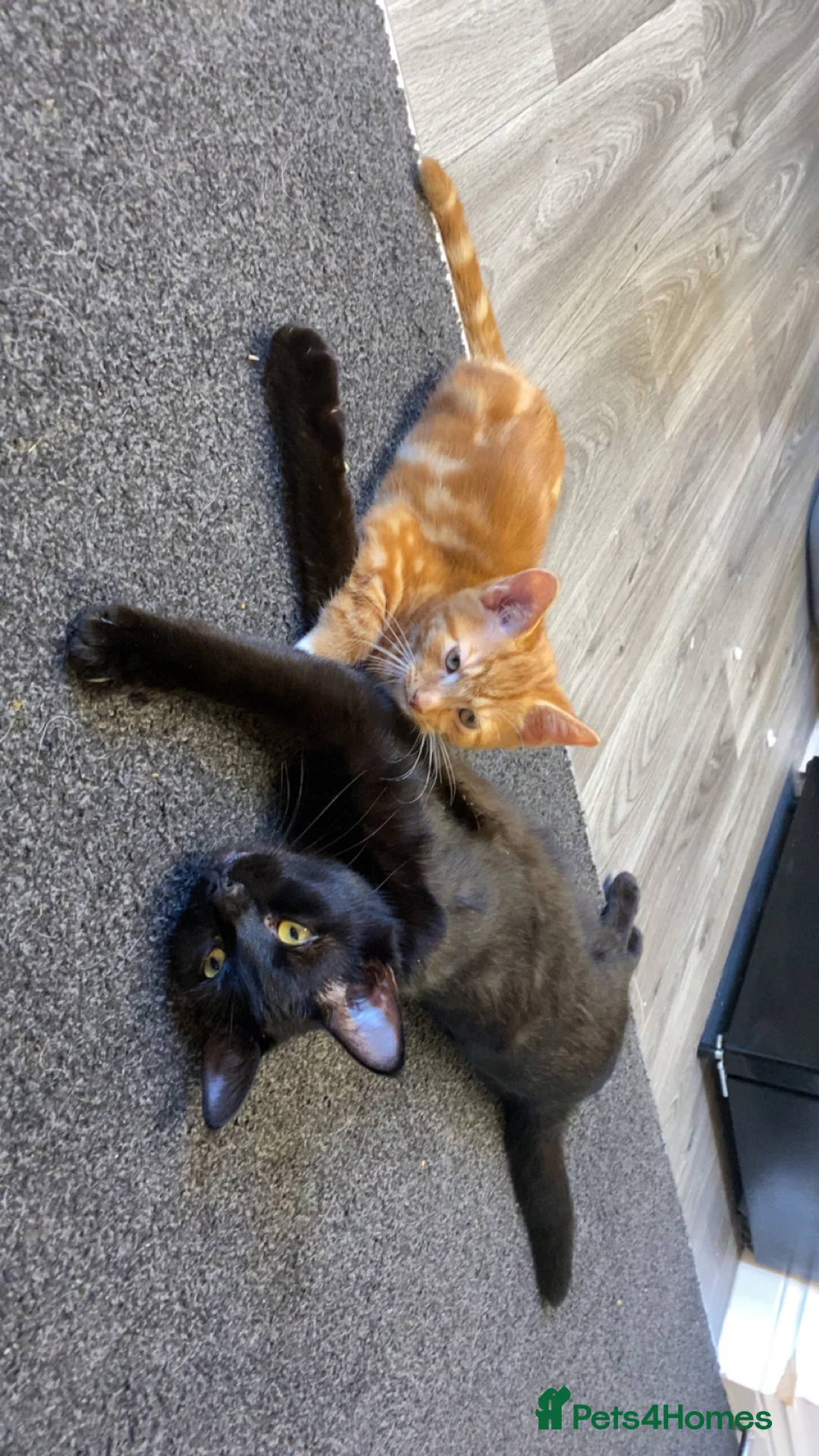 Mixed Breed cats for sale: Raven  in Tiverton - Advert 1