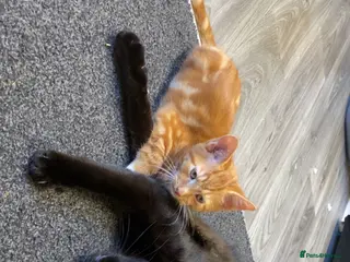 Mixed Breed cats Raven - Advert 14