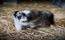 Mixed Breed dogs for sale: Collie x puppies - Image 4