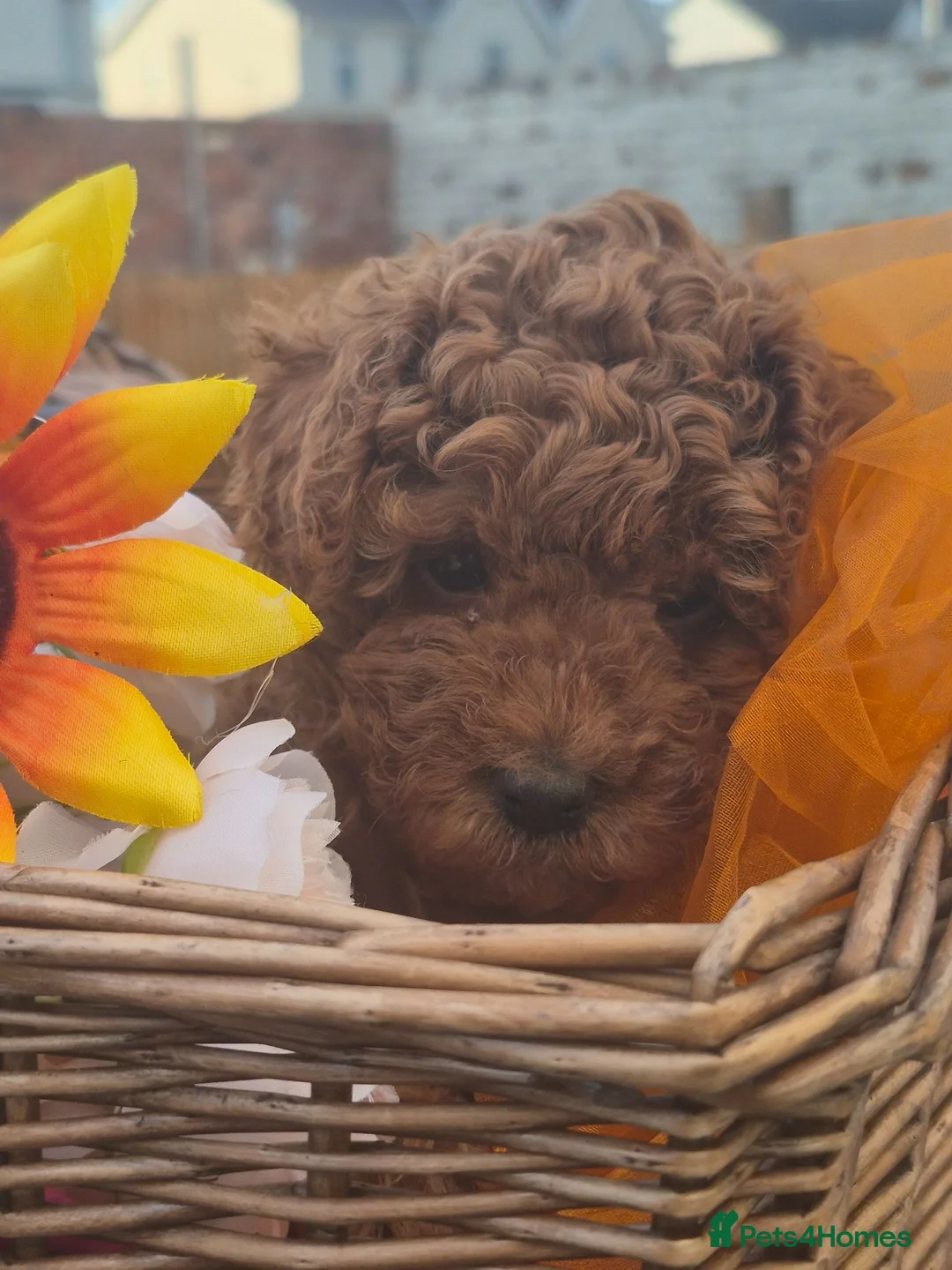 Toy Poodle dogs for sale: Toy Poodle  - Advert 25