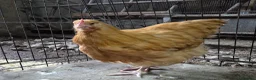 Chickens poultry for sale: Trio of Buff Orpingtons  - Advert 2