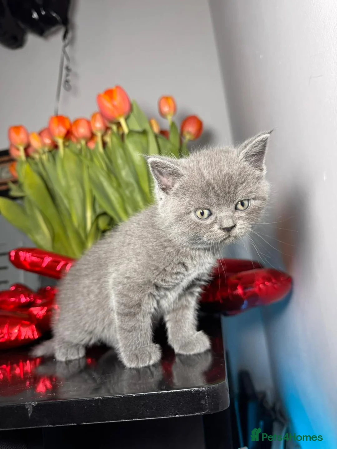 British Shorthair cats for sale: the boy with straight ears  - Advert 7