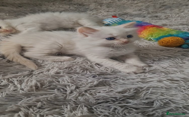 Ragdoll cats - Advert 1
