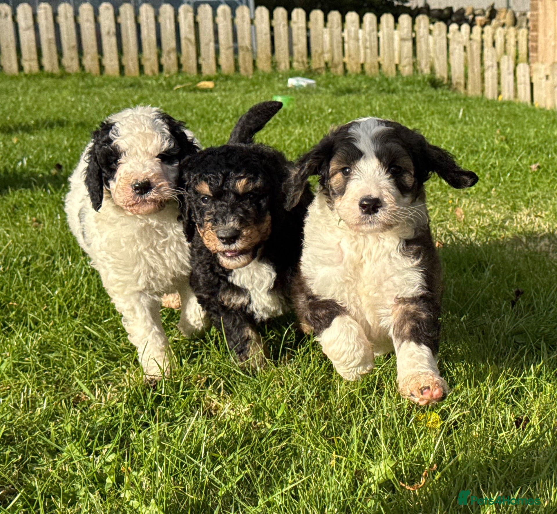 Bernedoodle dogs Outstanding Bernedoodle F1bs - Advert 18