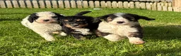 Bernedoodle dogs for sale: Outstanding Bernedoodle F1bs - Advert 1
