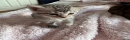 Bengal cats for sale: All bengals reserved - savannah babies available  - Advert 14