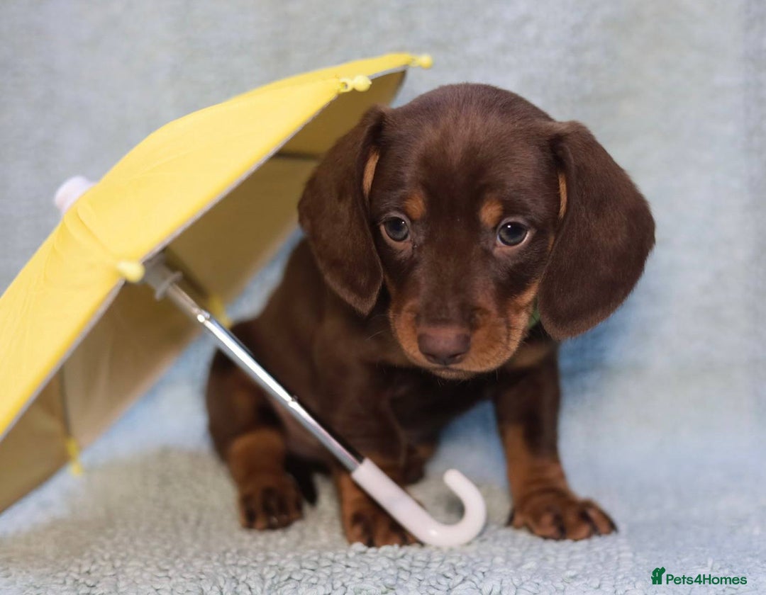 Dachshund dogs for sale: 5 weeks insurance  miniature dachshunds puppies - Image 30