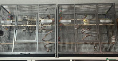 Cockatiels birds - Advert 2