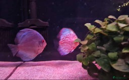 Discus fish for sale: Discuss fish for sale - Image 6