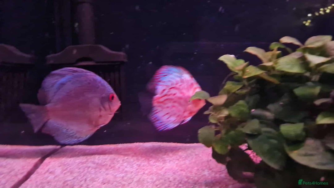 Discus fish for sale: Discuss fish for sale - Image 6
