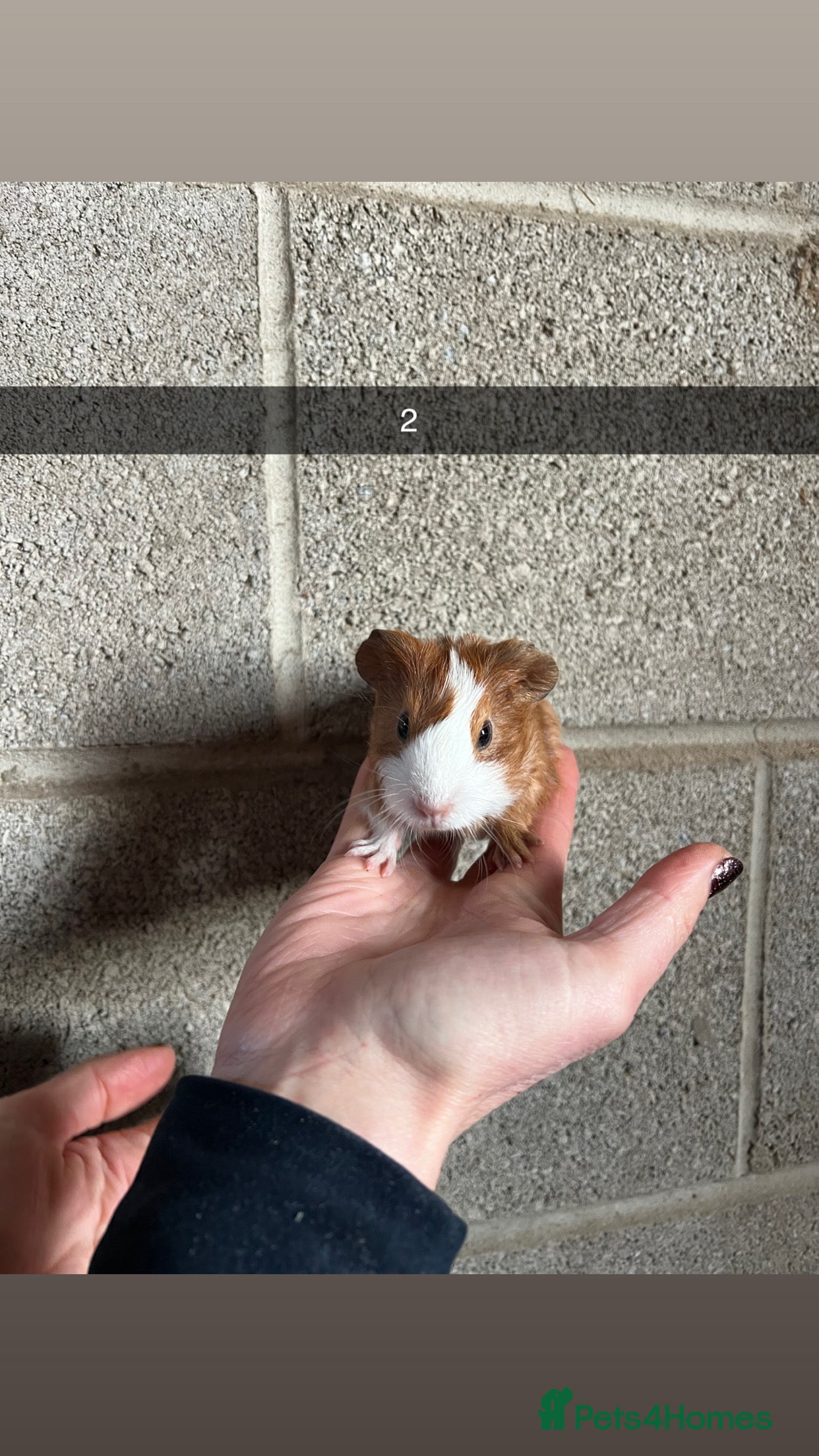 Guinea Pig rodents The perfect Christmas guinea pig!  - Advert 3