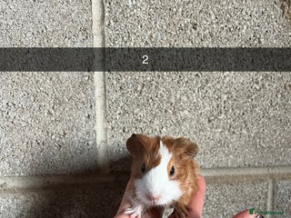 Guinea Pig rodents The perfect Christmas guinea pig! - Advert 1