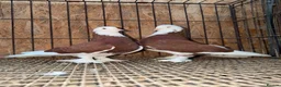 Pigeons birds for sale: FANCY WEST OF ENGLAND TUMBLERS - Advert 8