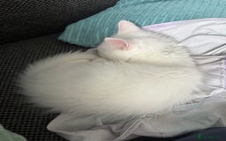 Ragdoll cats for sale: Ragdoll BSH cross kitten  - Image 2