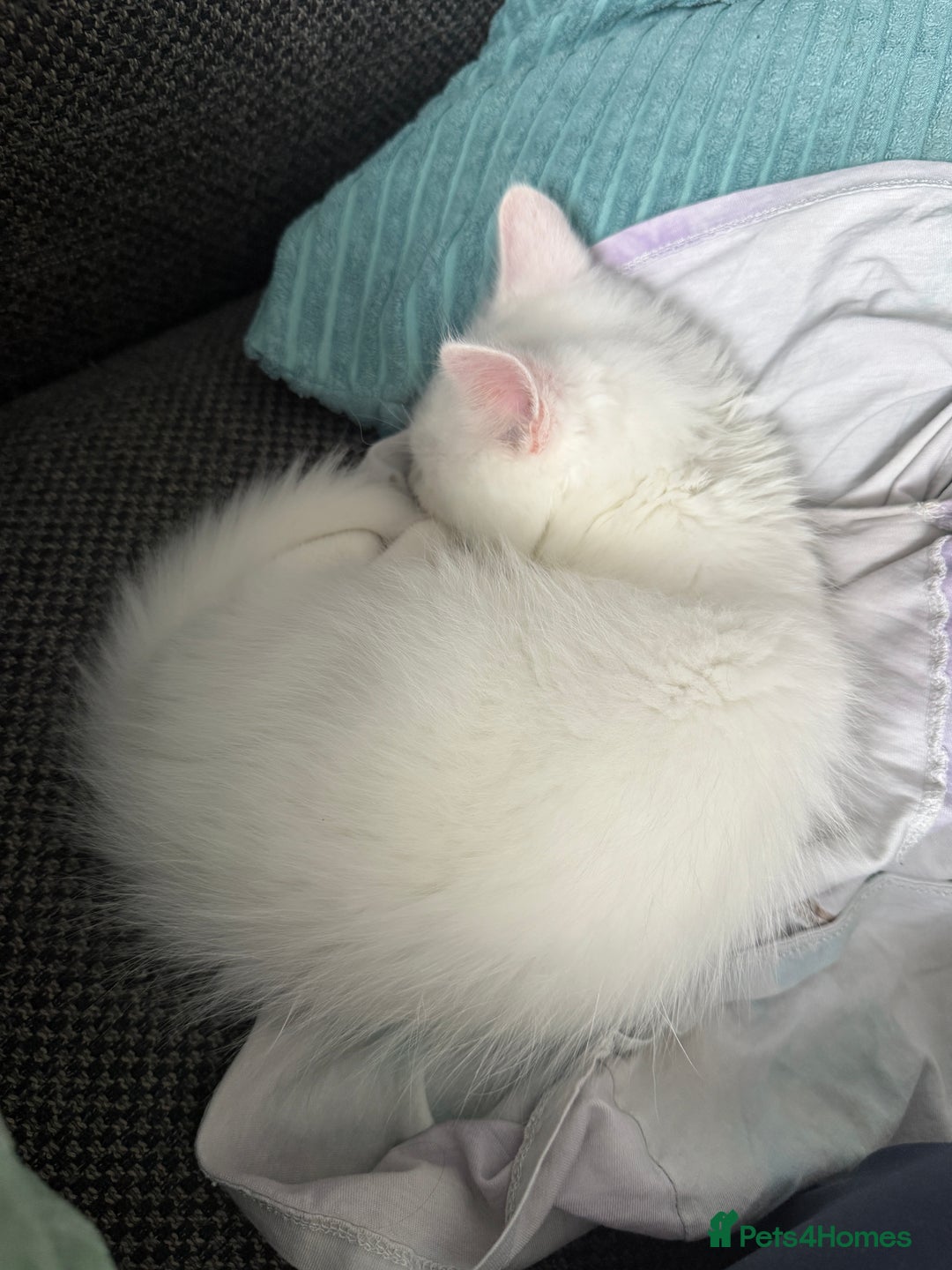 Ragdoll cats for sale: Ragdoll BSH cross kitten  - Image 2