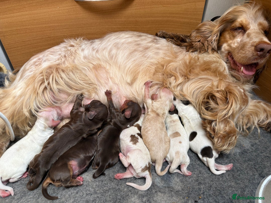 Cocker Spaniel dogs for sale: KC Registered Show Cocker Spaniel Puppies  - Image 11