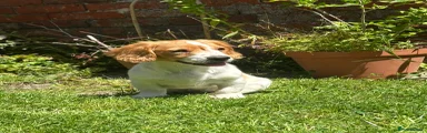 Cockalier 2