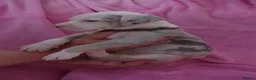 American Bulldog dogs for sale: Outstanding Merle American Bulldogs - Advert 21