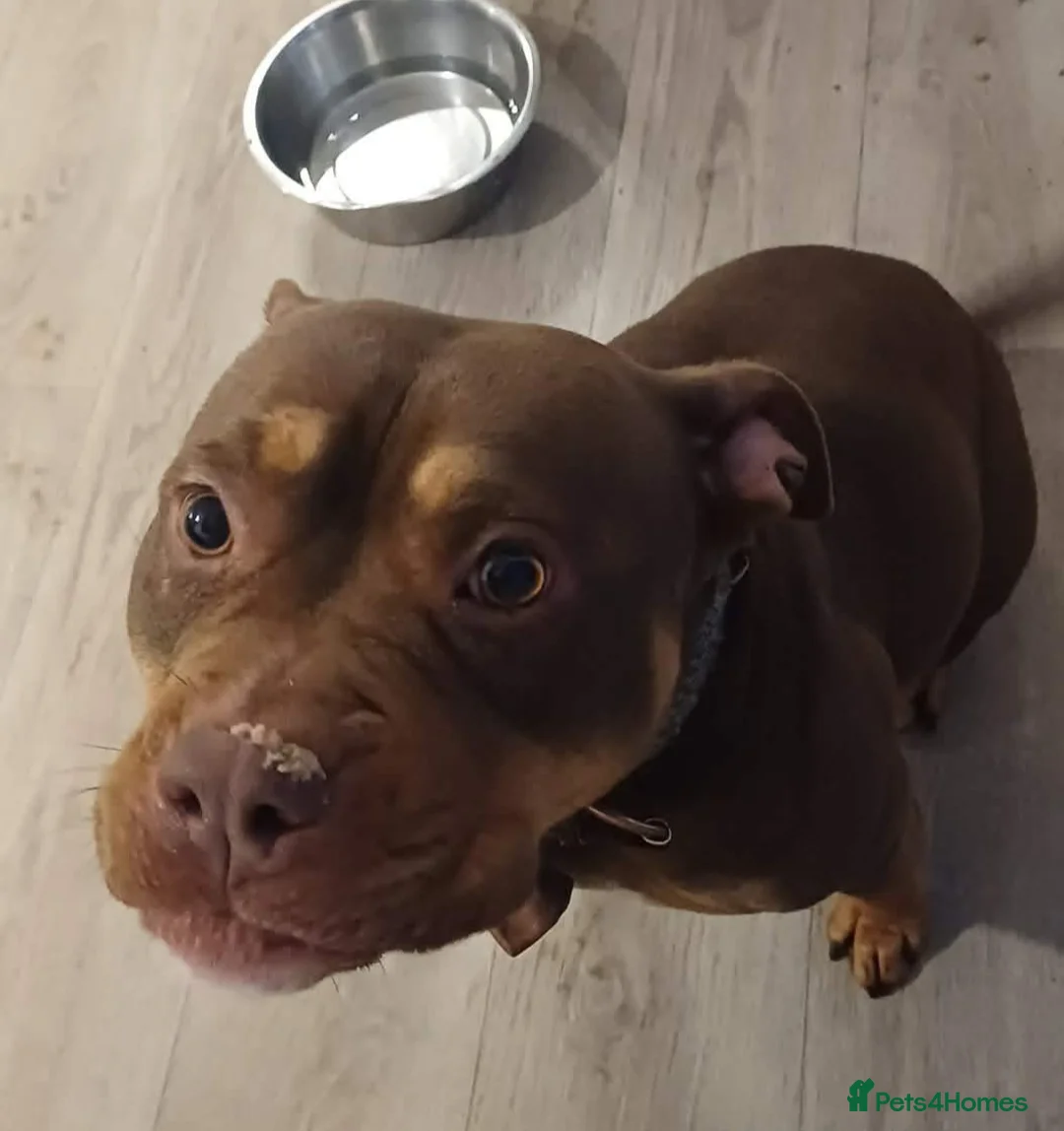 American Bully dogs for sale: Rolo 2 yr old female - Advert 1