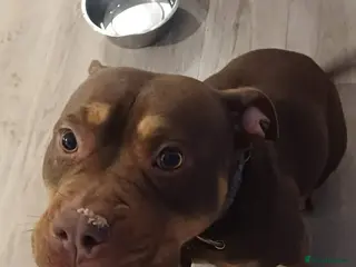 American Bully dogs Rolo 2 yr old female - Advert 9