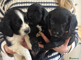 Mixed Breed dogs Cocker Sproodle Puppies ready 16/12 - Advert 3