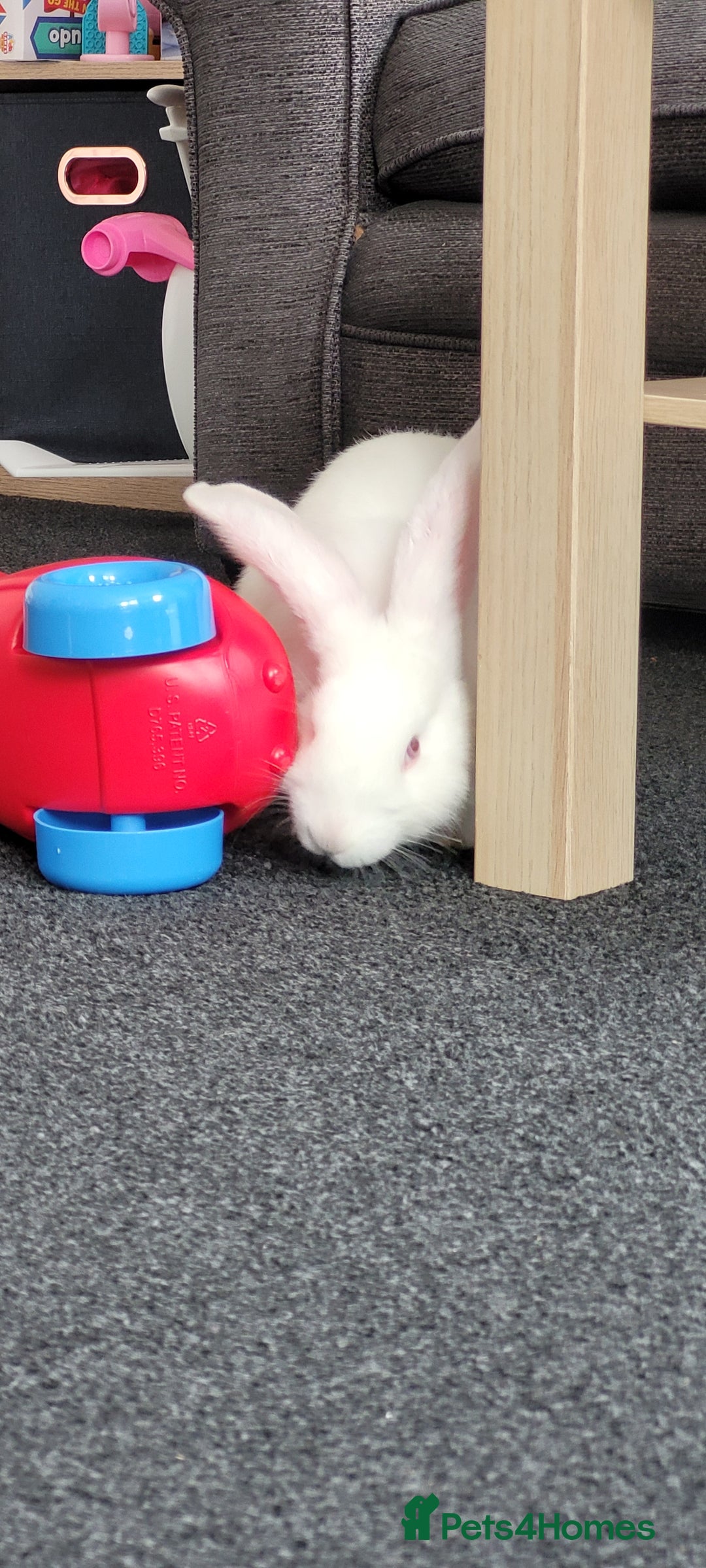 French Lop rabbits for sale: Giant French lop x giant continental  - Image 5