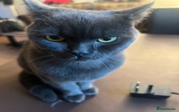 British Shorthair cats for sale: ✨✨Gorgeous british Shorthair for sale!!!! ✨⭐️ - Image 5