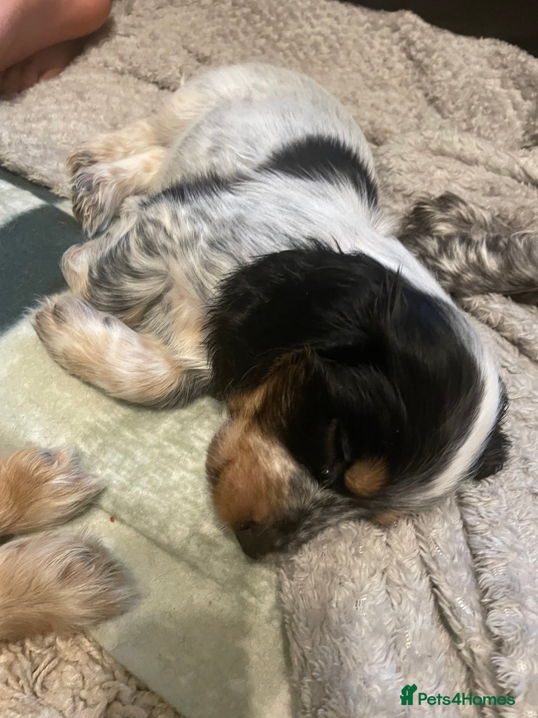 Cocker Spaniel dogs for sale: Cocker spaniel puppies  - Image 6