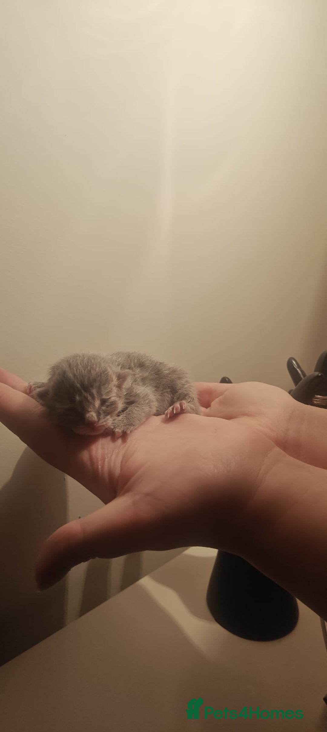 Ragdoll cats for sale: CINNAMON KITTENS FOR SALE  - Image 12