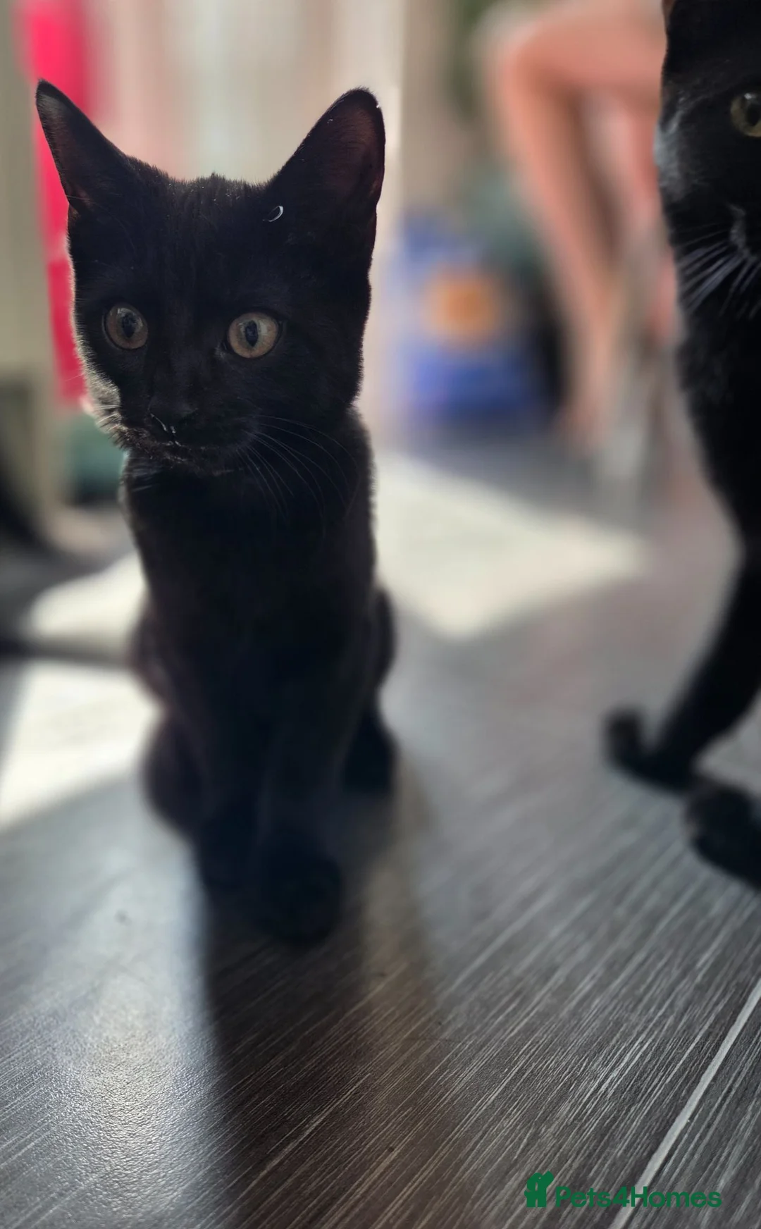 Mixed Breed cats for sale: Two female black kittens for sale in Littlehampton - Advert 11