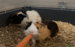Guinea Pig rodents for sale: Must go to a loving home together  - Image 1