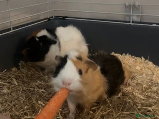 Guinea Pig rodents - Advert 13