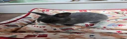 Netherland Dwarf rabbits for sale: Baby bunny - Advert 24