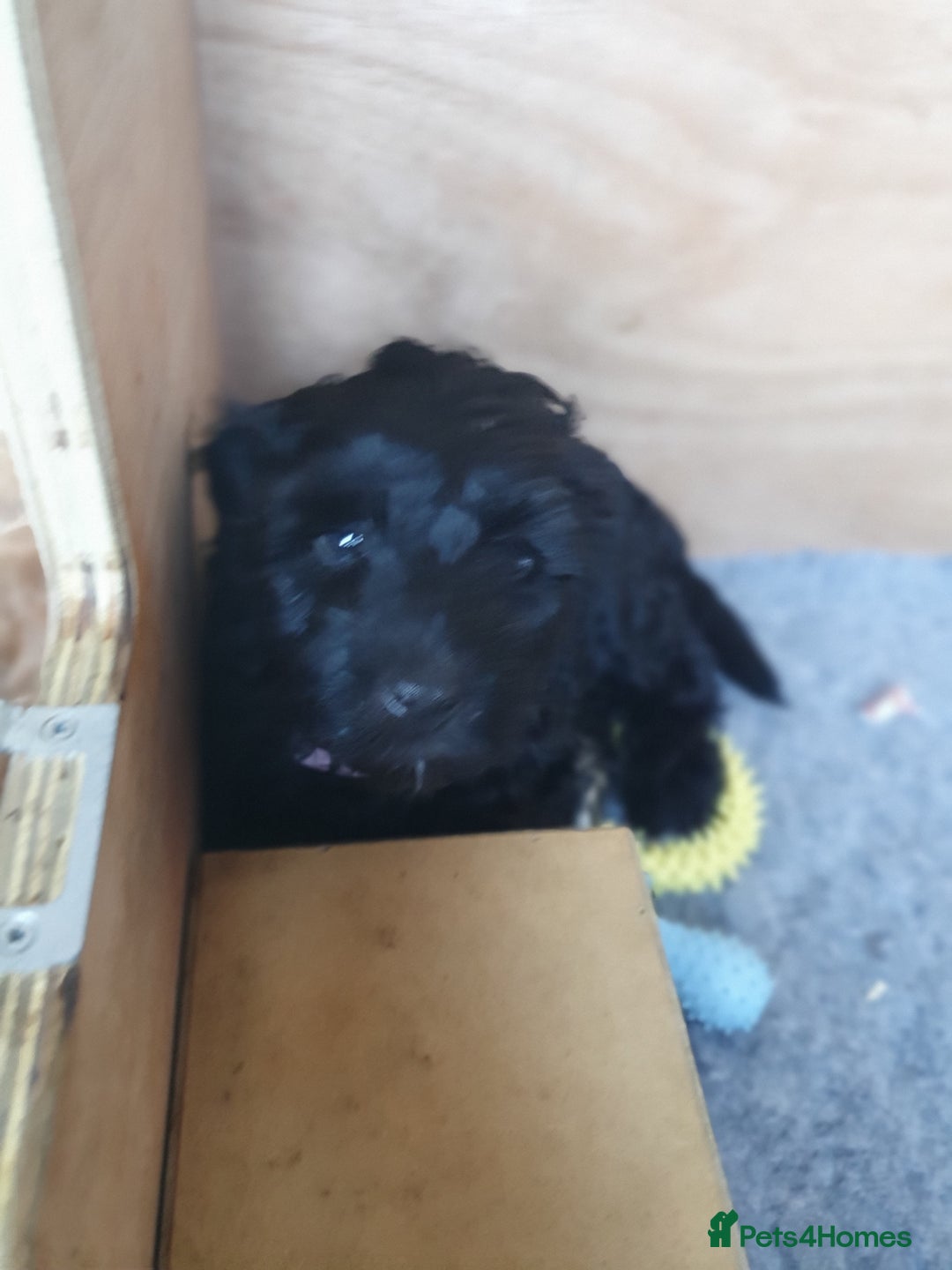 Cockapoo dogs for sale: Affectionate Little Boy - Advert 2