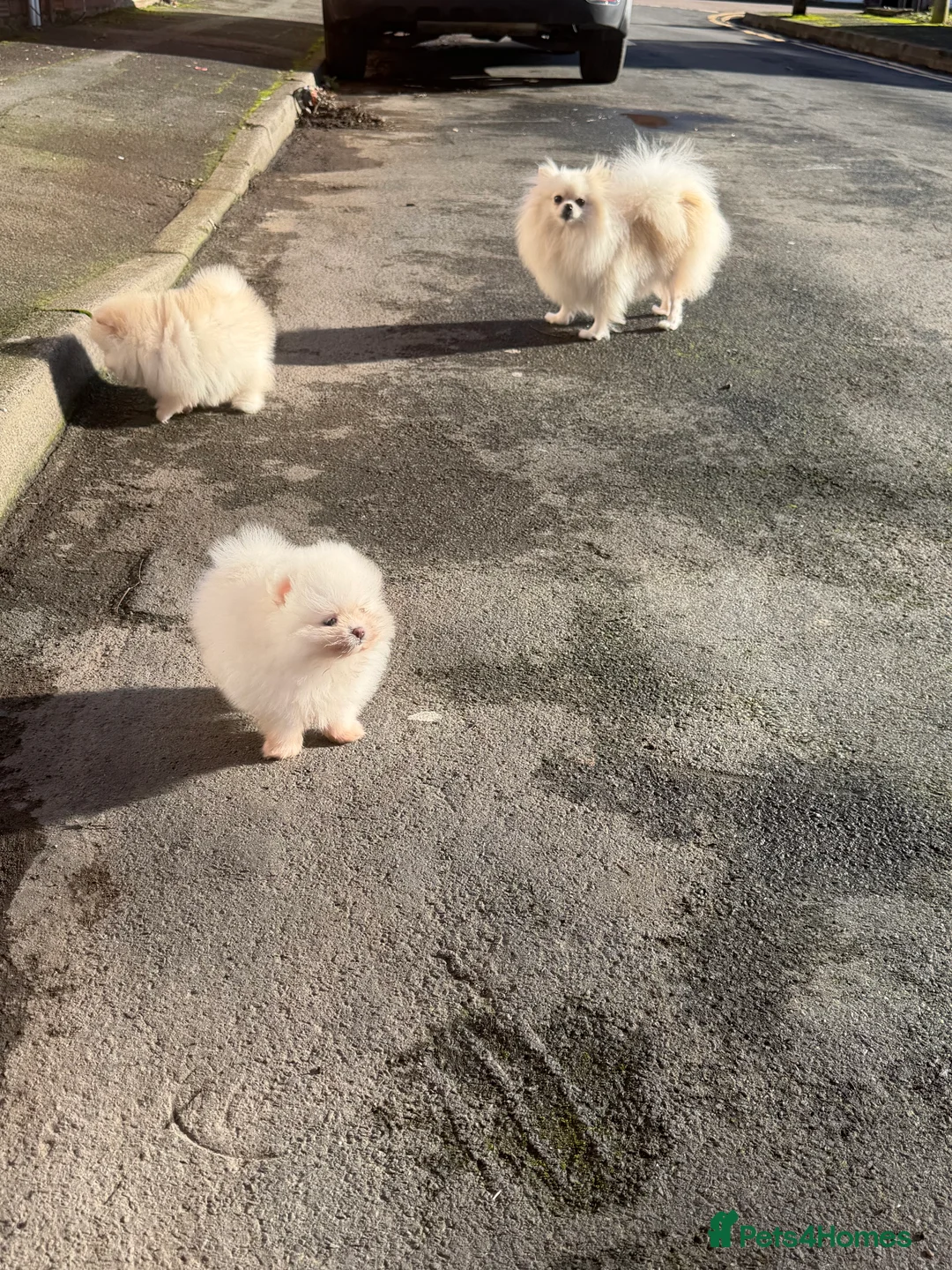 Pomeranian dogs for sale: Beautiful Purebred Pomeranian Puppies - Advert 12