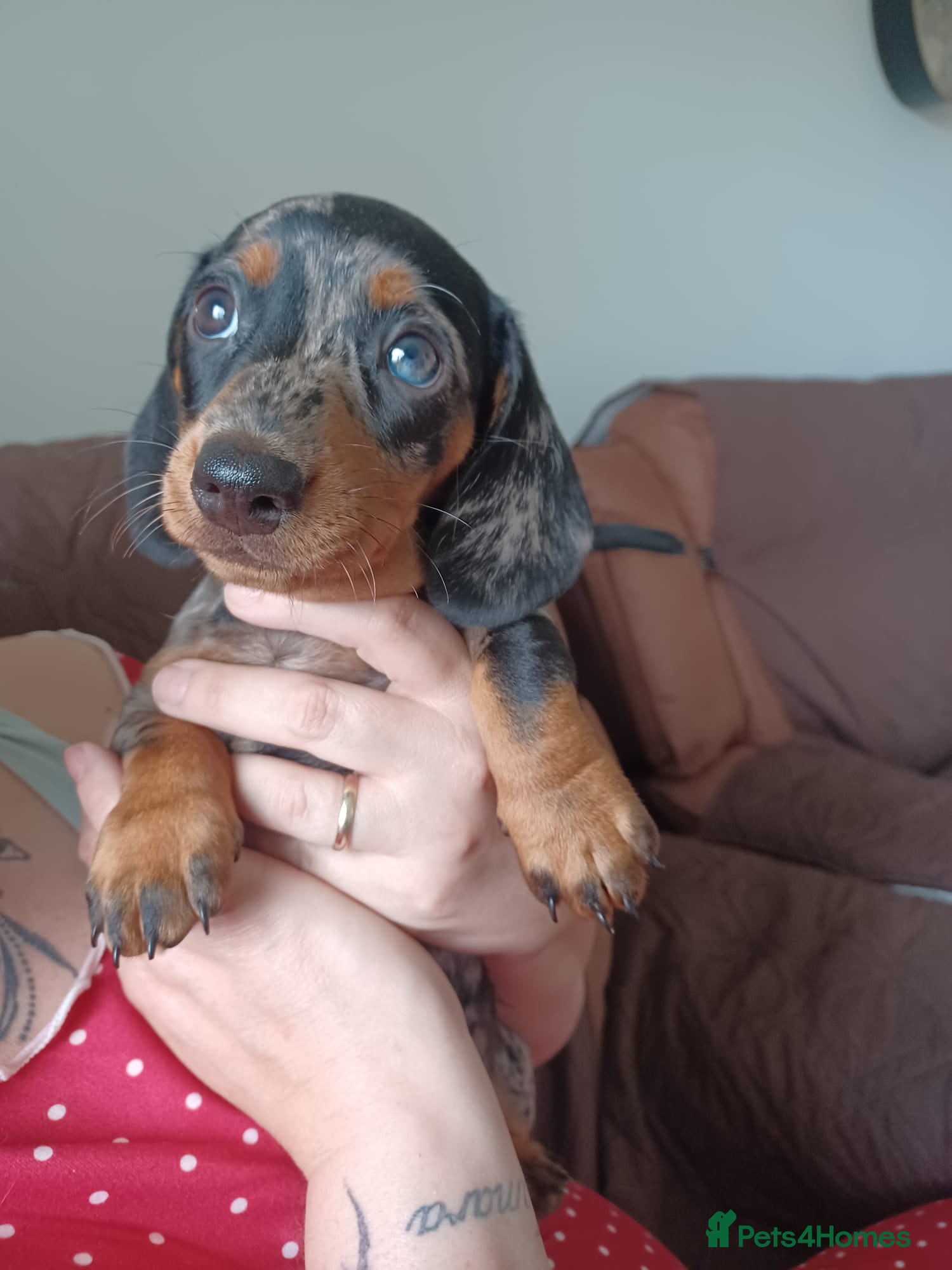 Miniature Dachshund Puppy 3