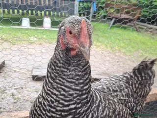 Chickens poultry Two California greys - Advert 1